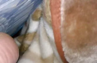 帕蒂天使Gia 巴西色情 Derza